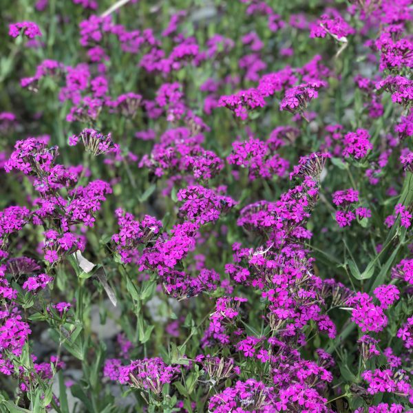 ムシトリナデシコの花