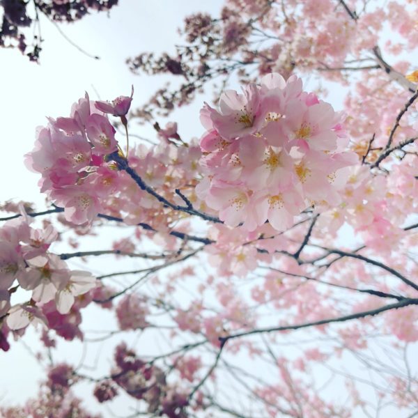 駆け足の桜前線